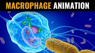 What Are Macrophages and How Do They Destroy Pathogens  Videonium’s SciTech Animations  Part 1 [upl. by Aonehc]