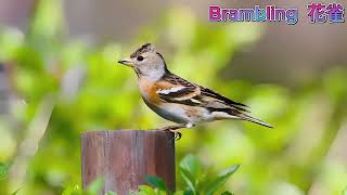 Brambling 花雀 [upl. by Akihsat385]