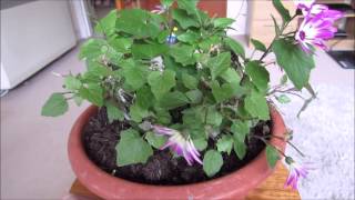 January Senetti update [upl. by Thekla603]