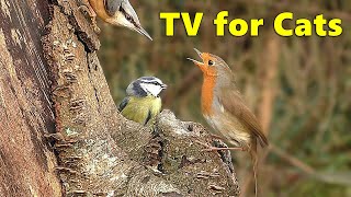 Cat TV  Birds for Cats to Watch in A Woodland Paradise ⭐ 8 HOURS ⭐ [upl. by Ardnuhsal]