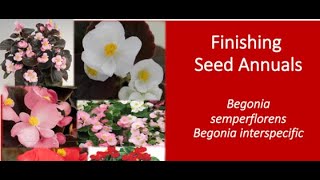 Finishing High Quality Seed Begonias ft Dr Will Healy [upl. by Alyek]