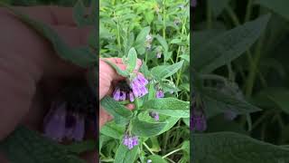 Permaculture plant profile Monarda didyma [upl. by Elrak]