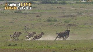 Five male cheetah race to the sound of the dinner bell [upl. by Nuawed]