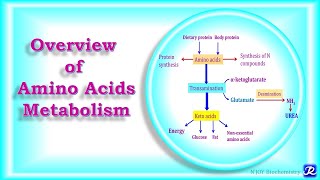 2 Overview of Amino Acids Metabolism  Amino Acid Metabolism  Biochemistry NJOY Biochemistry [upl. by Richmound]