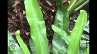 Japanese Birds Nest Fern at Miller Nature Preserve [upl. by Novihc]