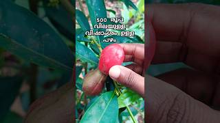 500 രൂപ വിലയുള്ള പഴംshortvideo vlog vloger youtubeshorts [upl. by Leinod]