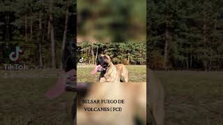 Belsar Fuego de Volcanes FCI presacanario [upl. by Frankie]