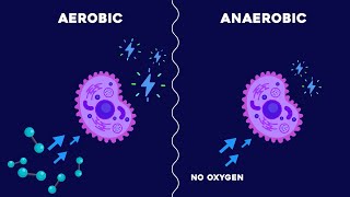 Aerobic and Anaerobic Respiration [upl. by Herates]