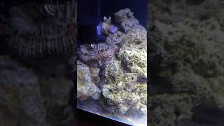 Bubble bee snails eating vermetid snails update [upl. by Anuahsar]