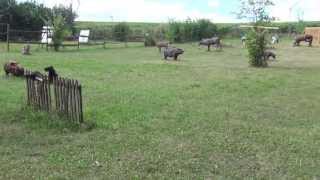 Bogensportplatz Hermanski in ALZEY  HEIMERSHEIM [upl. by Eecyac]