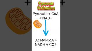 Pyruvate Oxidation biology shortsfeed biochemistry [upl. by Thrift]