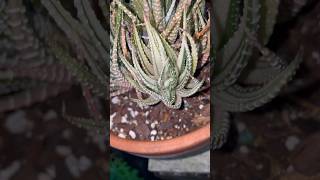 Haworthia fasciata variegated shortvideo cactus suculentas [upl. by Godred533]