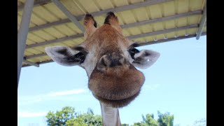 BALUARTE in Vigan Mini Zoo amp Safari Gallery with TOM BIYAHERO [upl. by Adniled]