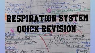 Respiration System Anatomy and PhysiologyQuick Revision [upl. by Urba928]