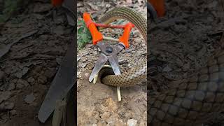 DIY Snake using Pliers and scissor creativesnaketrap buildsnaketrapshortsvideocobrasnakenew [upl. by Hu895]