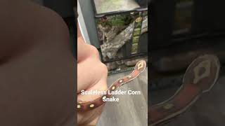 Scaleless Ladder Corn Snake [upl. by Iinden906]