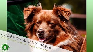 Hoopers Agility 2021 Wie du deinem Hund ganz einfach beibringen kannst um eine Tonne zu laufen [upl. by Atteoj]