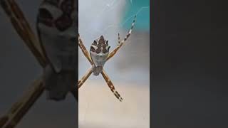 Aranha de prata filmada de pertinho Argiope argentata Aranha X animais shortsvideo biology [upl. by Encratis934]