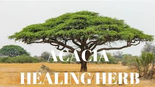 Acacia The Healing Herb from African Trees and Bushes [upl. by Ateval]