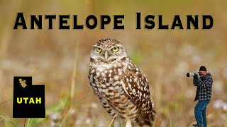 Wildlife Photography at ANTELOPE ISLAND UTAH [upl. by Jelle809]