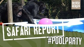 SAFARI REPORT  120 POOLPARTY [upl. by Kinnard]