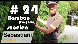 Fargesia snoeien SEBASTIANI ON TOUR  24 [upl. by Ayoras]