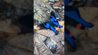 Blue Doctor Rhetus Periander 🦋music song butterfly beautiful love nature satisfyingvideo [upl. by Branham]