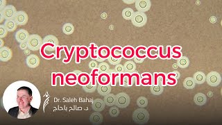 16 Cryptococcus neoformans [upl. by Roxine666]