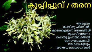 കുപ്പിപ്പൂവ്  തരന  പാവട്ടച്ചെടി  Asiatic Tarenna  Tarenna asiatica  Rondeletia asiatica [upl. by Anairt]