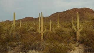 Saguaro National Park [upl. by Reltuc164]