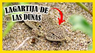 La Lagartija de la Dunas  Una especie en peligro de extinción [upl. by Atiekan]