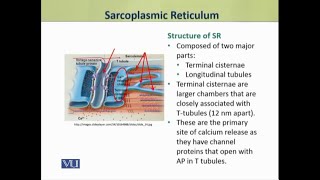 Sarcoplasmic Reticulum  Physiology Theory  ZOO519TTopic035 [upl. by Massingill]