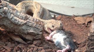 Rattlesnakes First Rat [upl. by Ydnirb]