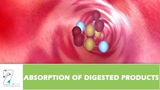 ABSORPTION OF DIGESTED PRODUCTS [upl. by Zeralda]