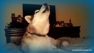 Husky Puppy Howling Memphis Learning to Howl SNOW DOG SHORT 16 [upl. by Berey]