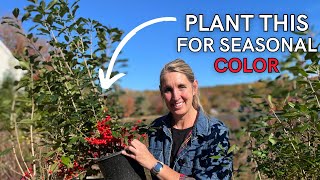 Adding Seasonal Color to a Winter Garden  Tips for planting winterberry [upl. by Annij179]