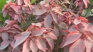 🌿🌱Acalypha Wilkesiana Red and Green of IndiaCommon names CopperleafJacobs CoatFlamengueirais a [upl. by Acirretahs]