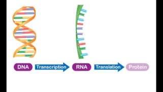 Chromosomes Genes and DNA  Overview From DNA to Protein [upl. by Arodnap]