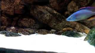 Dimidiochromis Strigatus F1 [upl. by Gridley]