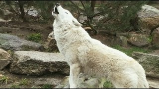 Howling Wolves Wolfsgeheul White Arctic Wolf howl [upl. by Langelo]