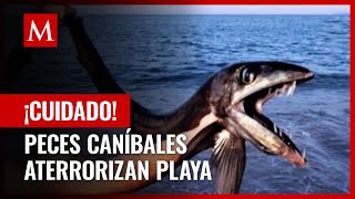 Peces caníbales aparecen en playa de Estados Unidos y causan terror [upl. by Oisacin]