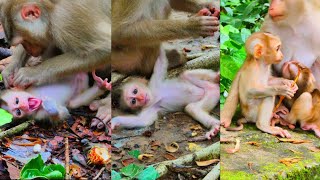 New born baby monkey happy time with monkey mother good nurse [upl. by Rosenberger]