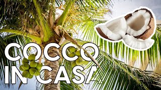 Palma da cocco come curare Cocos nucifera in casa 🥥 [upl. by Norraf]