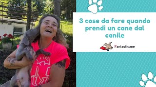 3 cose da fare quando prendi un cane dal canile [upl. by Chute]