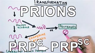 PrionsWhat are they  Protein Misfolding Mechanism [upl. by Eahcim484]