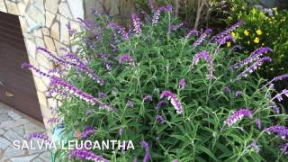 Salvia Leucantha Garden Center online Costa Brava  Girona [upl. by Matthaus]