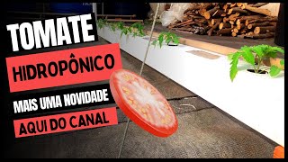 Cultivo de Tomate na Hidroponia  Novo sistema [upl. by Gnurt]