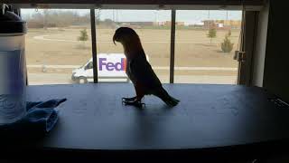 Izzy the Caique just hopping around in a silhouette [upl. by O'Rourke137]