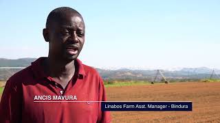 Potato Farming in Zimbabwe Expert Tips and Tricks for Maximum Yield [upl. by Harifaz266]