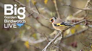 Big Garden Birdwatch Live with Special Guests  Sunday [upl. by Doug]